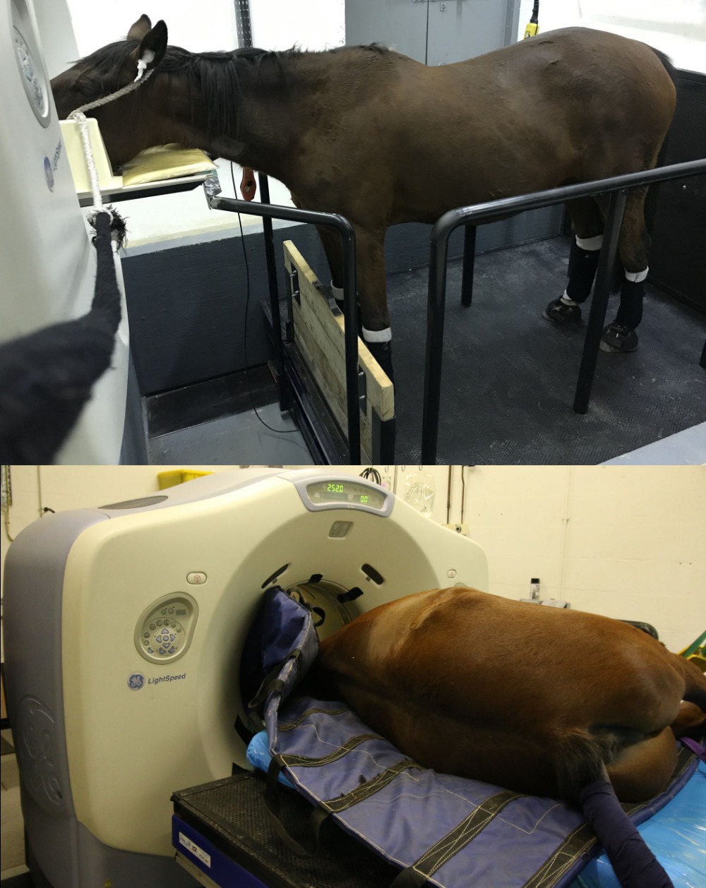 Diagnostic Imaging Facilities Hospital And Specialists Rvc Equine